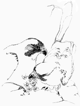 Peregrine Falcons_Nature Book_Alice Schick_Peter Parnall