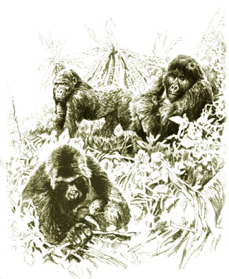 Kongo and Kumba_Two Gorillas_Nature Book_Alice Schick_Joseph Cellini