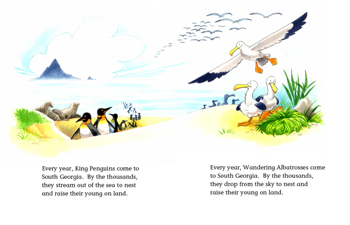 King Penguin_Wandering Albatross_South Georgia Island_Penguin Child_Albatross Child_1